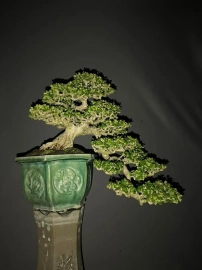 15 bonsai trees in my collection