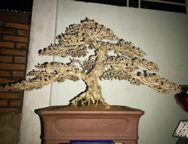 15 bonsai trees in my collection