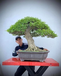 15 bonsai trees in my collection