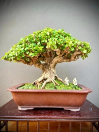 15 bonsai trees in my collection