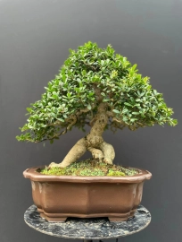 15 bonsai trees in my collection