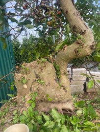 Ficus racemosa tree on sale