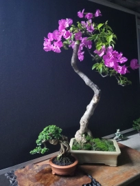 Bougainvillea tree