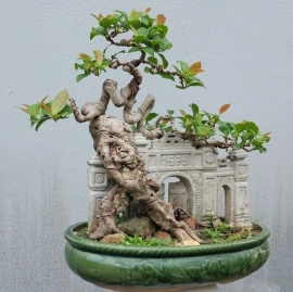 Red ficus tree artwork