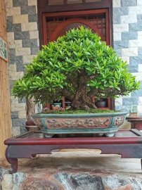 Yellow ixora bonsai tree