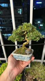 Vietnamese blue bell in Japanese pot