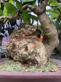 Red Barringtonia tree