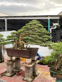 Vietnamese blue bell tree