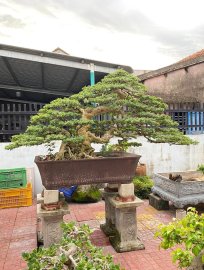 Vietnamese blue bell tree