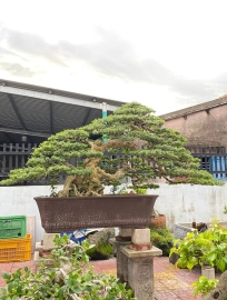 Vietnamese blue bell tree