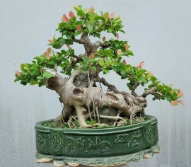 Ficus tree