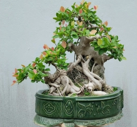 Ficus tree