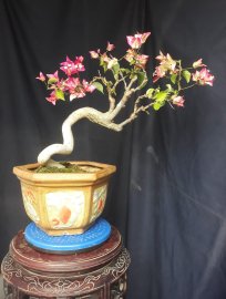Em hoa Giấy đổi màu lên hoa rực rỡ...