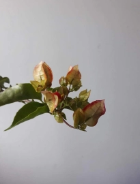 Bougainvillea tree