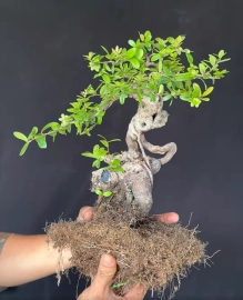 Scopolia nana tree with nice roots