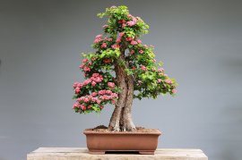 Bonsai mini