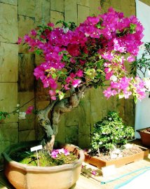 Bonsai hoa giấy