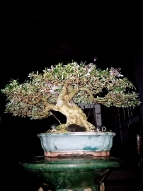 Bonsai Linh Sam