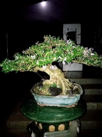 Bonsai Linh Sam