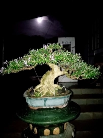 Bonsai Linh Sam