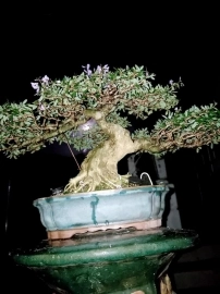 Bonsai Linh Sam