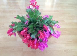 Red and Pink Xmas Cactus