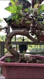 Ổi găng bonsai