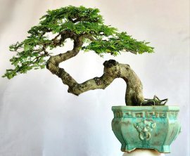 Cây Me bonsai cây già có đường thân duyên dáng đẹp