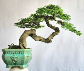 Cây Me bonsai cây già có đường thân duyên dáng đẹp