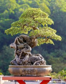 TÍNH GÂY NGHIỆN CỦA BONSAI