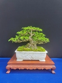 Tác phẩm Bonsai mai chiếu thủy lá lớn