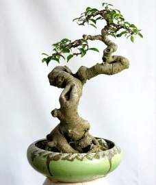 Cây Sanh bonsai mini cây rất già