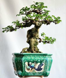 Cây khế gân chua đẹp cây già siêng trái