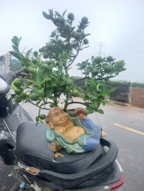 Quất bonsai có bác nào yêu k ạ