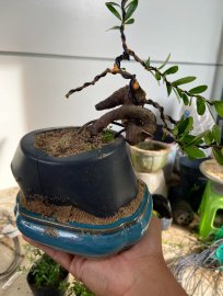 Hải châu quái sông cầu
