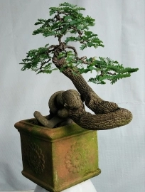 Cây me bonsai