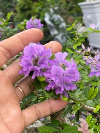 Vietnamese blue bell mountain tree