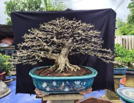 Vietnamese blue bell bonsai tree