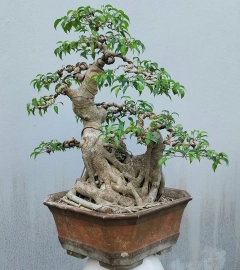 Ficus benjamina tree