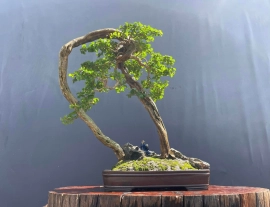 Sam Ngoc bonsai tree