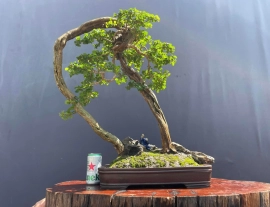 Sam Ngoc bonsai tree