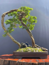 Sam Ngoc bonsai tree