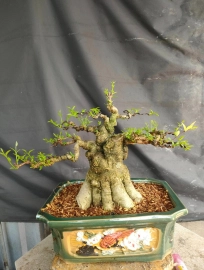 Vietnamese water jasmine tree