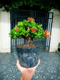 Red Ixora