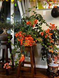 Big bougainvillea tree 7 years old with pink flowers