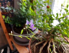 Vietnamese blue bell mini trees