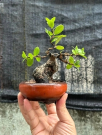 Scopolia nana mini tree 