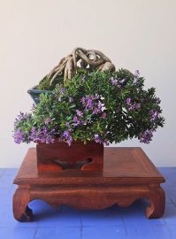 Vietnamese blue bell bonsai artwork