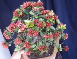 Lotus Ixora full flowers