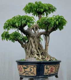 Ficus benjamina tree